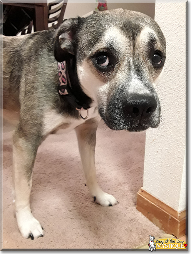 Mystique the Husky, Boxer mix, the Dog of the Day