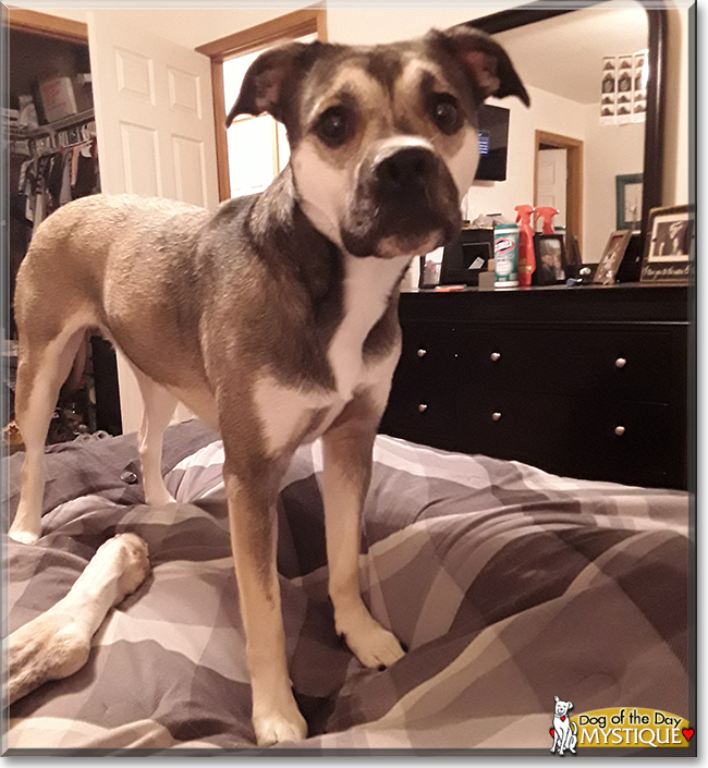 Mystique the Husky, Boxer mix, the Dog of the Day