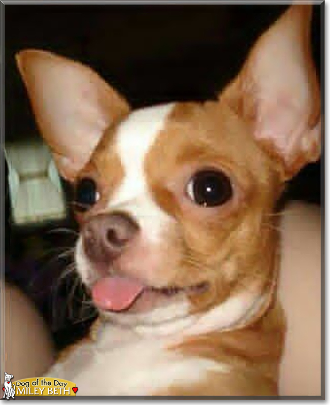 Miley Beth the Chihuahua, the Dog of the Day