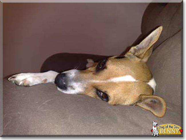 Benny the Jack Russell, Fox Terrier mix, the Dog of the Day