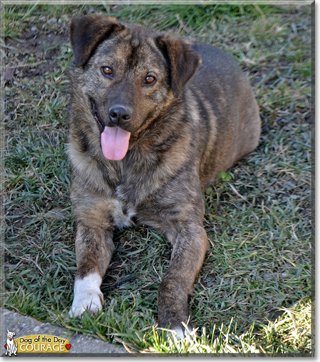 Courage the Dog, the Dog of the Day