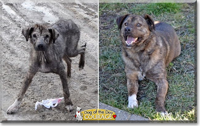 Courage the Dog, the Dog of the Day