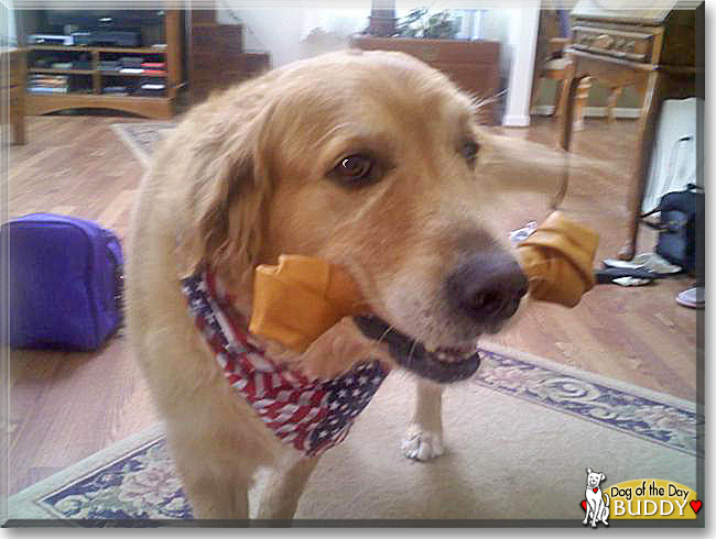 Buddy the Golden Retriever, the Dog of the Day