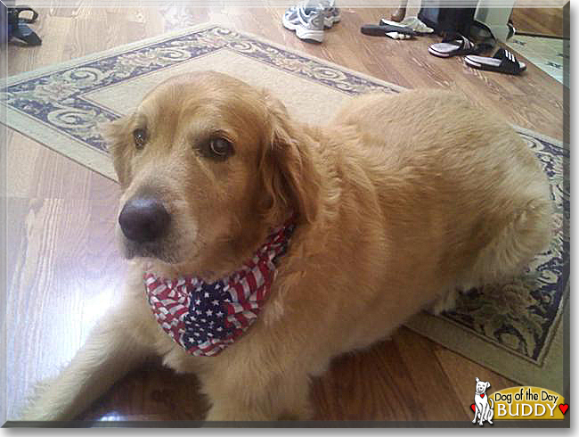 Buddy the Golden Retriever, the Dog of the Day