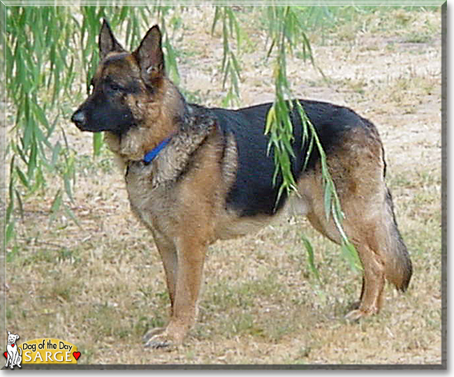 Sarge the German Shepherd, the Dog of the Day