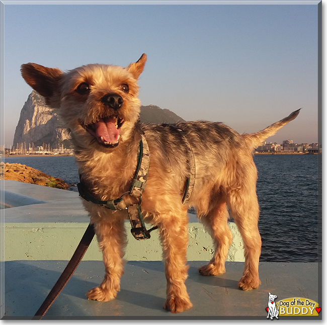 Buddy the Yorkshire Terrier, the Dog of the Day