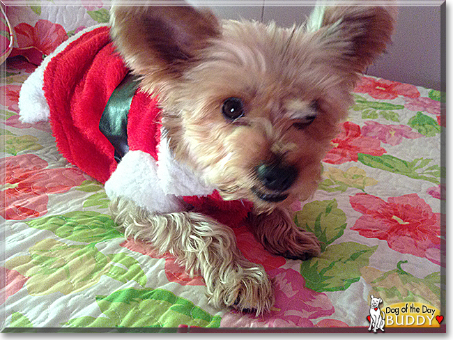 Buddy the Yorkshire Terrier, the Dog of the Day