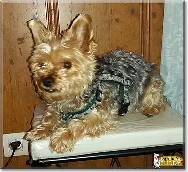 Buddy the Yorkshire Terrier, the Dog of the Day