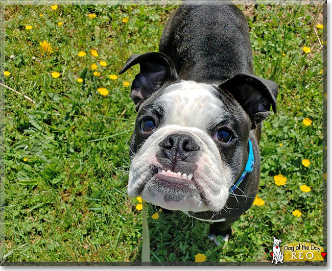 Reo the English Bulldog, the Dog of the Day