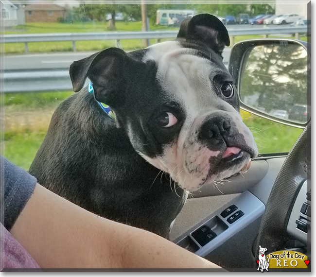 Reo the English Bulldog, the Dog of the Day