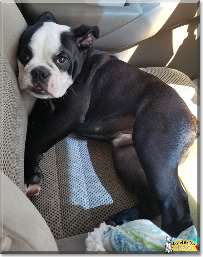 Reo the English Bulldog, the Dog of the Day