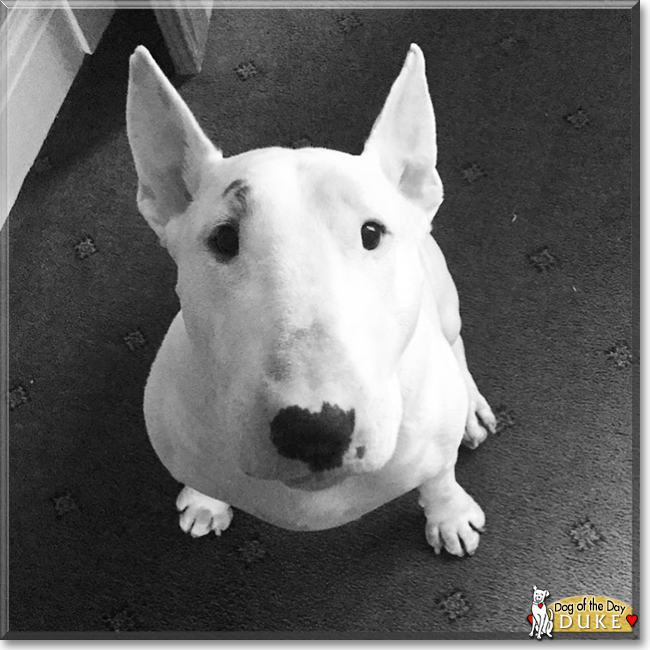 Duke the English Bull Terrier, the Dog of the Day