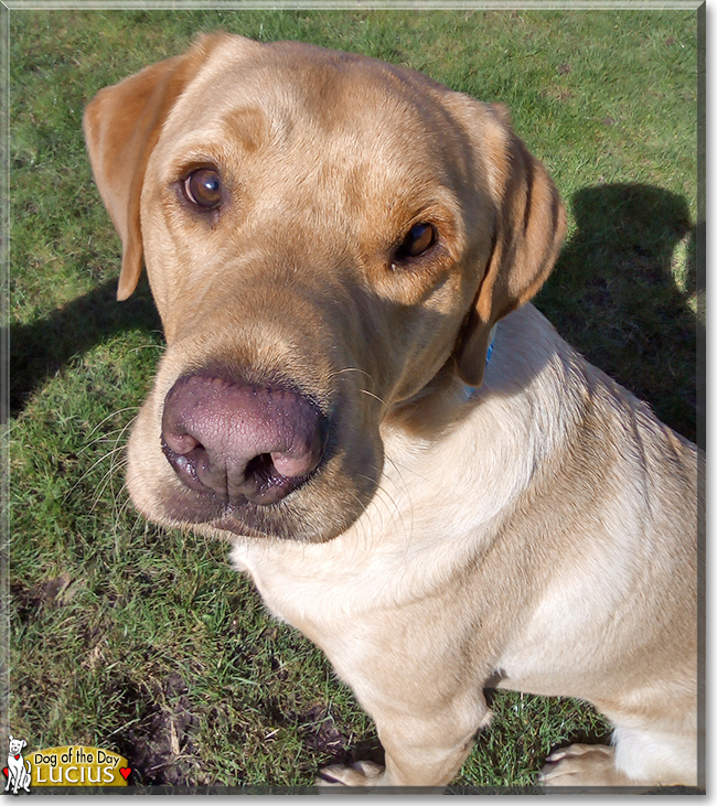 Lucius the Labrador Retriever, the Dog of the Day