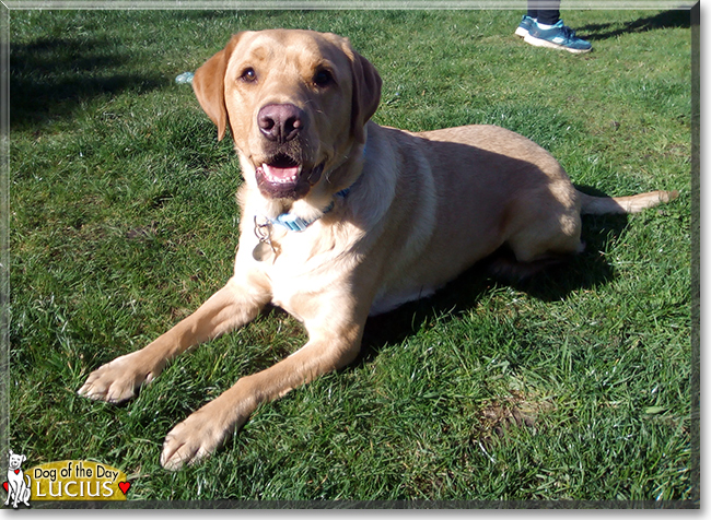 Lucius the Labrador Retriever, the Dog of the Day