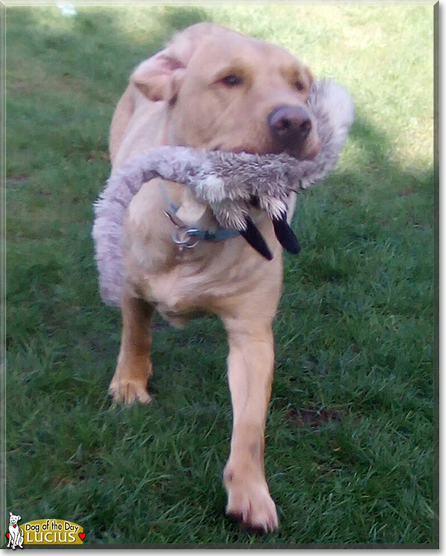 Lucius the Labrador Retriever, the Dog of the Day