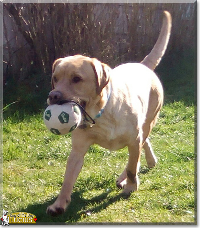 Lucius the Labrador Retriever, the Dog of the Day