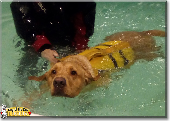 Lucius the Labrador Retriever, the Dog of the Day