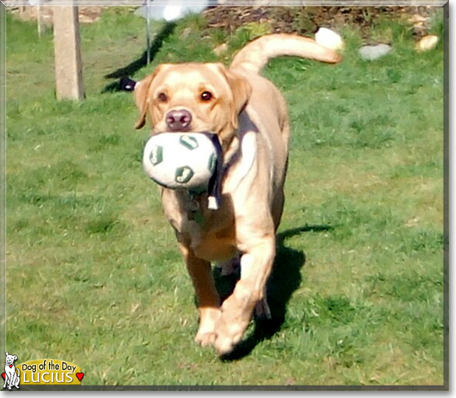 Lucius the Labrador Retriever, the Dog of the Day