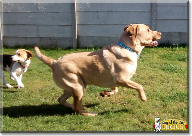 Lucius the Labrador Retriever, the Dog of the Day