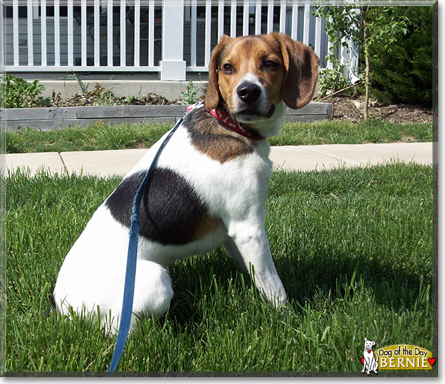 Bernie the Beagle mix, the Dog of the Day