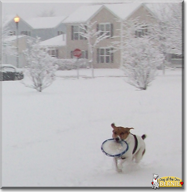 Bernie the Beagle mix, the Dog of the Day