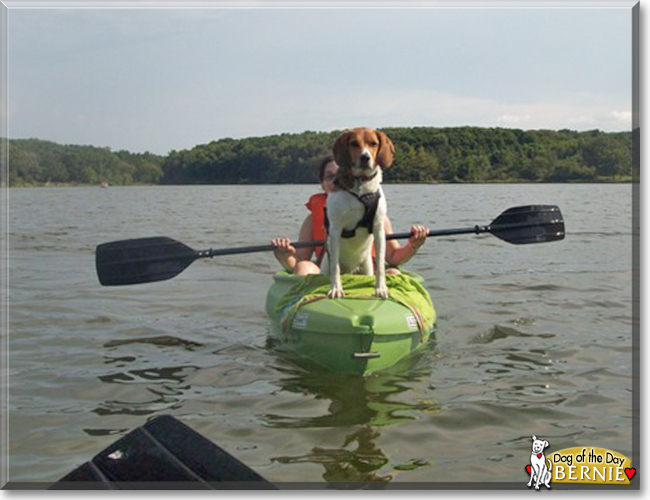 Bernie the Beagle mix, the Dog of the Day