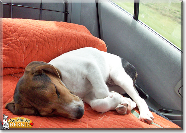 Bernie the Beagle mix, the Dog of the Day