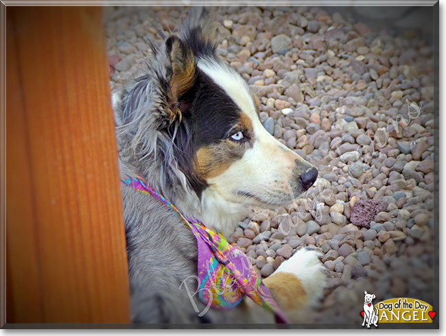 Angel the Australian Shepherd, the Dog of the Day