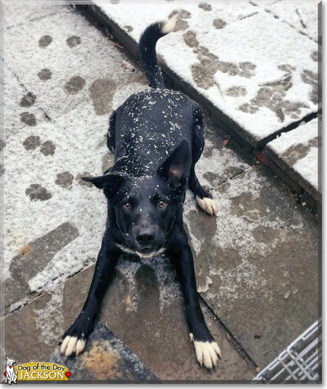 Jackson the Border Collie, the Dog of the Day