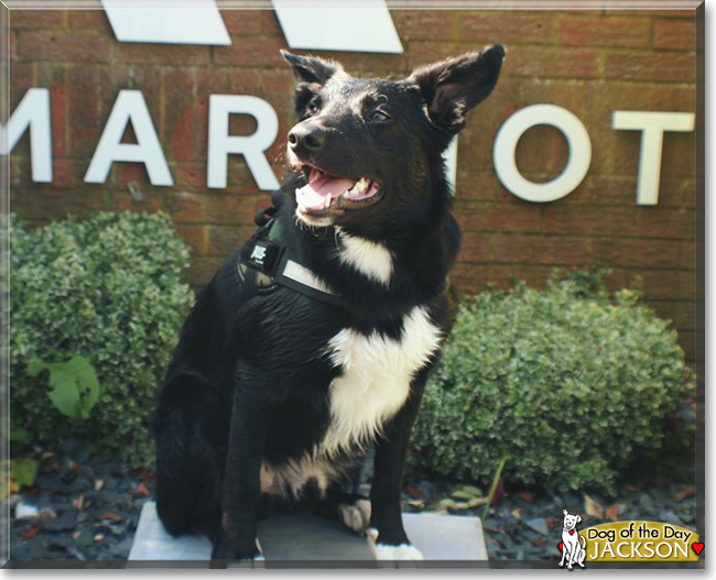 Jackson the Border Collie, the Dog of the Day