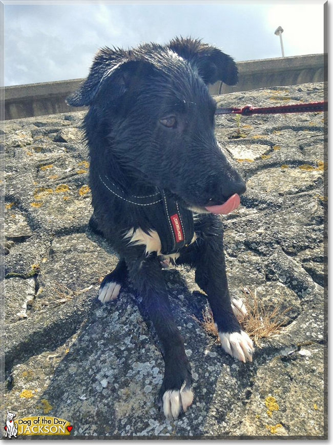 Jackson the Border Collie, the Dog of the Day