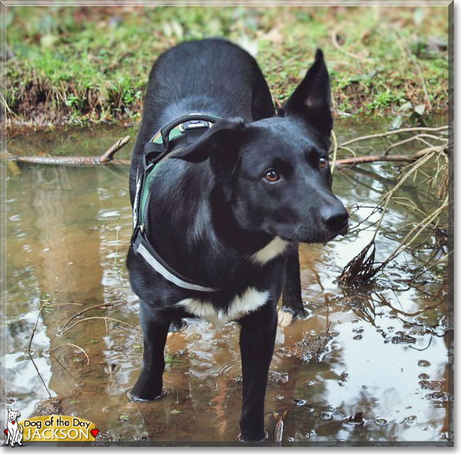 Jackson the Border Collie, the Dog of the Day