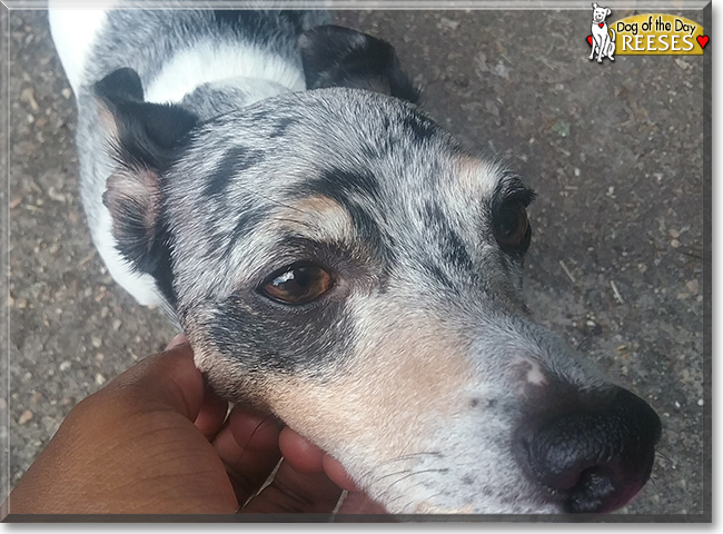 Reeses the Rat Terrier, the Dog of the Day