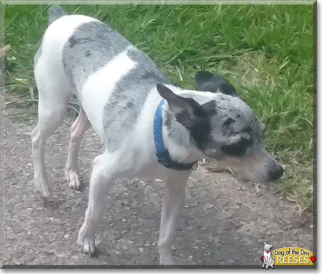 Reeses the Rat Terrier, the Dog of the Day