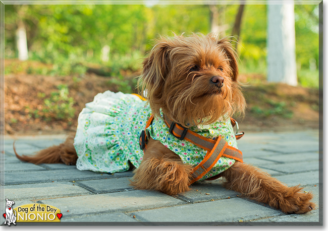 Nionio the Chihuahua, Poodle mix, the Dog of the Day