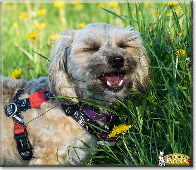 Mona the Bichon Frise, Yorkshire Terrier mix, the Dog of the Day