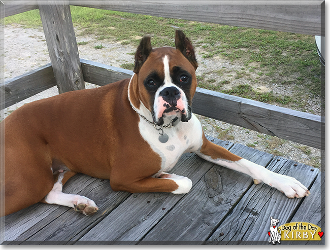 Kirby the Boxer, the Dog of the Day