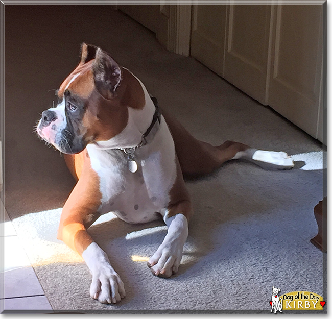 Kirby the Boxer, the Dog of the Day