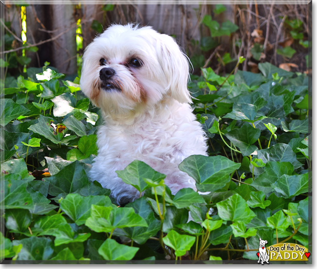 Paddy the Maltese, the Dog of the Day