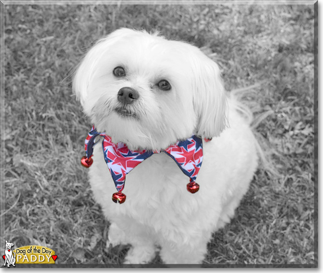 Paddy the Maltese, the Dog of the Day