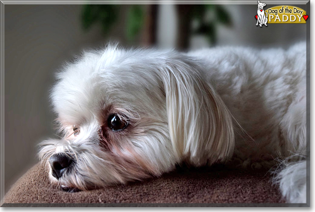 Paddy the Maltese, the Dog of the Day