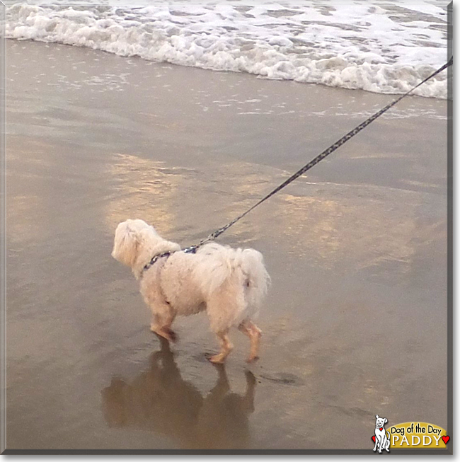 Paddy the Maltese, the Dog of the Day