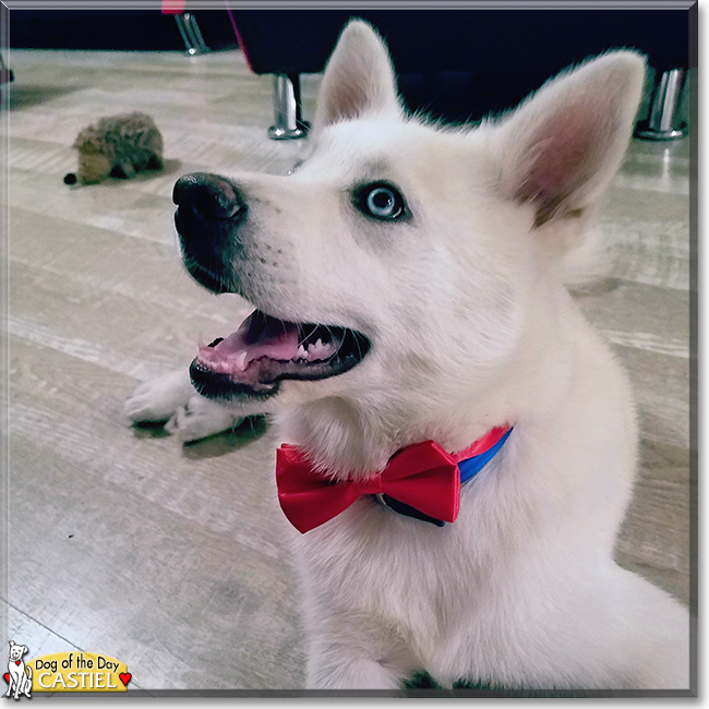 Castiel the Husky, Pomeranian mix, the Dog of the Day