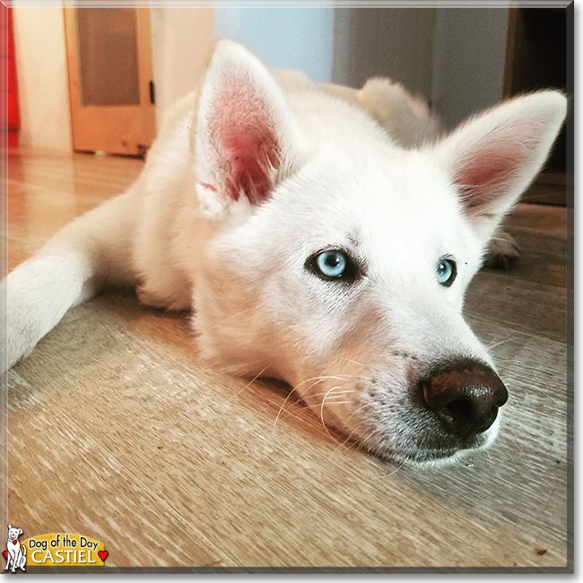 Castiel the Husky, Pomeranian mix, the Dog of the Day