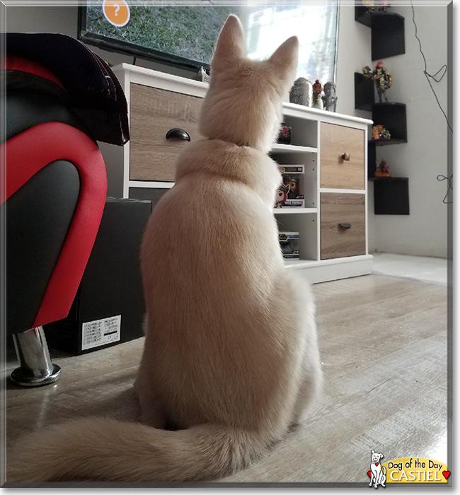 Castiel the Husky, Pomeranian mix, the Dog of the Day