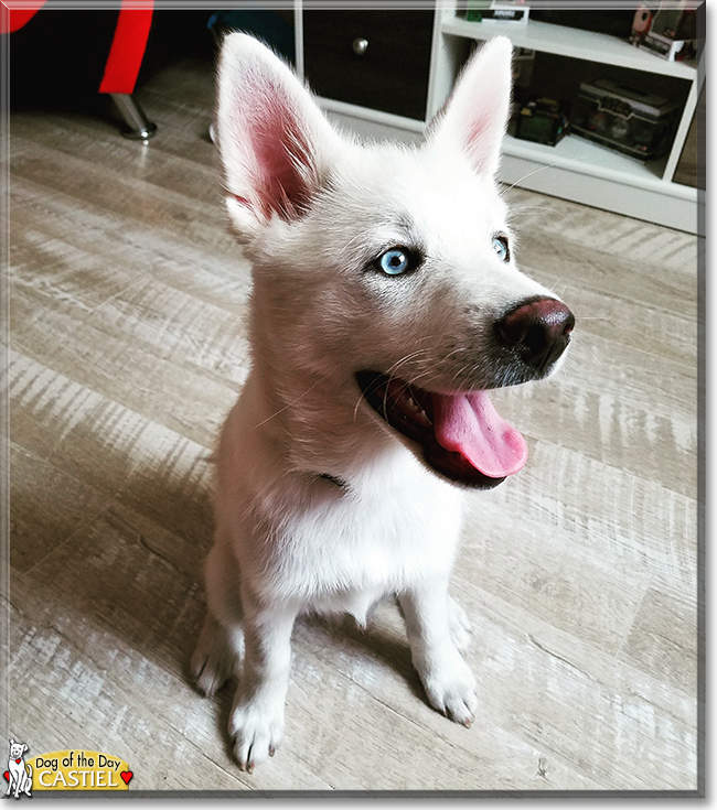 Castiel the Husky, Pomeranian mix, the Dog of the Day