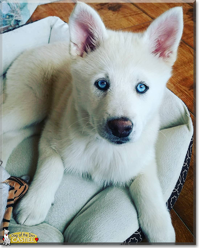 Castiel the Husky, Pomeranian mix, the Dog of the Day