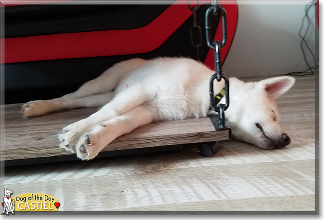 Castiel the Husky, Pomeranian mix, the Dog of the Day