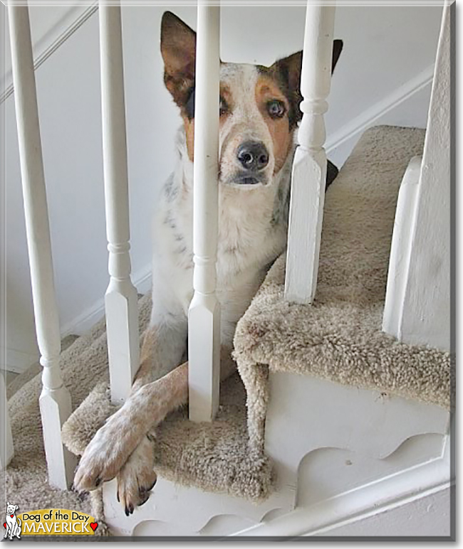 Maverick the Australian Cattle Dog, the Dog of the Day