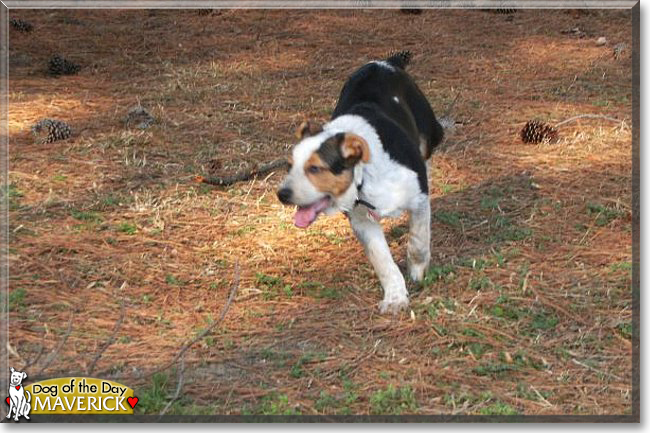 Maverick the Australian Cattle Dog, the Dog of the Day